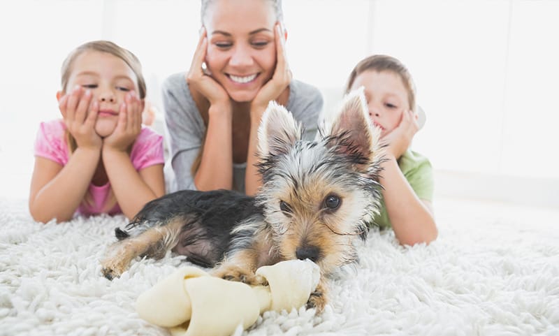 6 Tips for Removing Dog Smell from Carpets and Couches